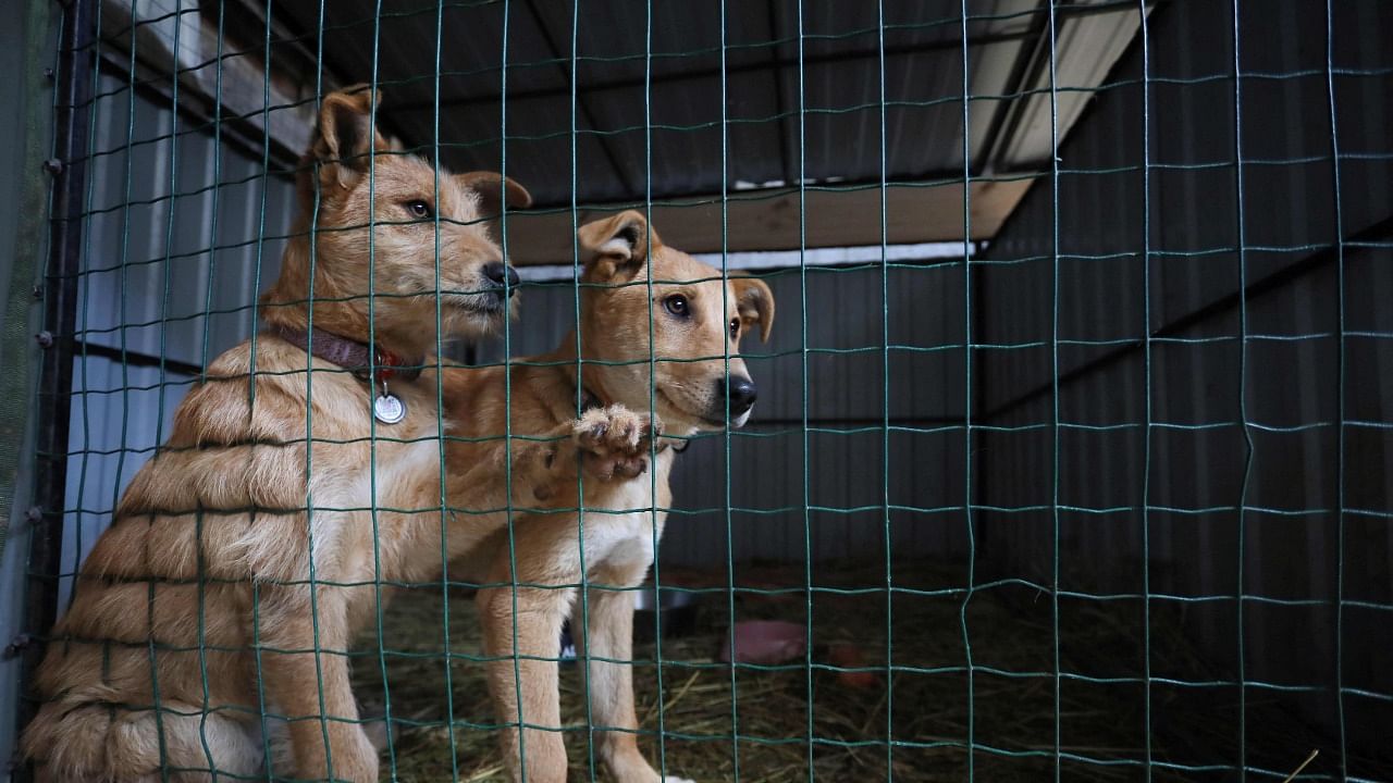 Dogs in an aviary in the 'Home for Rescued Animals' shelter in the western Ukrainian city of Lviv. Credit: AFP Photo