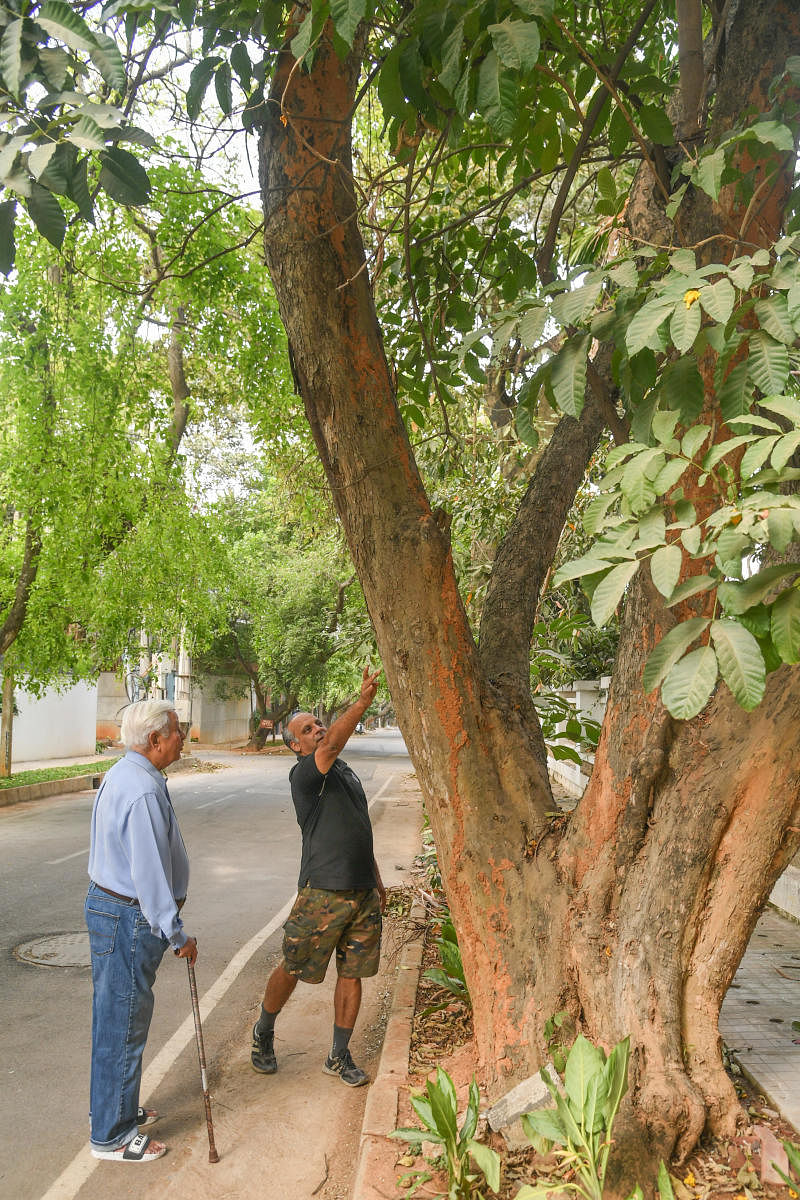 Vijay Thiruvady (in blue) and Arun Pai chatter about a tree in a Koramangala lane in Bengaluru. DH Photo by S K Dinesh