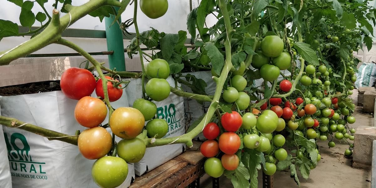 A bouquet of fresh tomatoes anyone? (pics: Manikandan Pattabhiraman)
