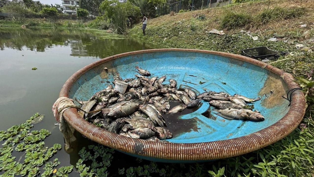 Dead fish pulled out of Kothanur Lake in JP Nagar 8th Phase on April 1. Credit: DH Photo