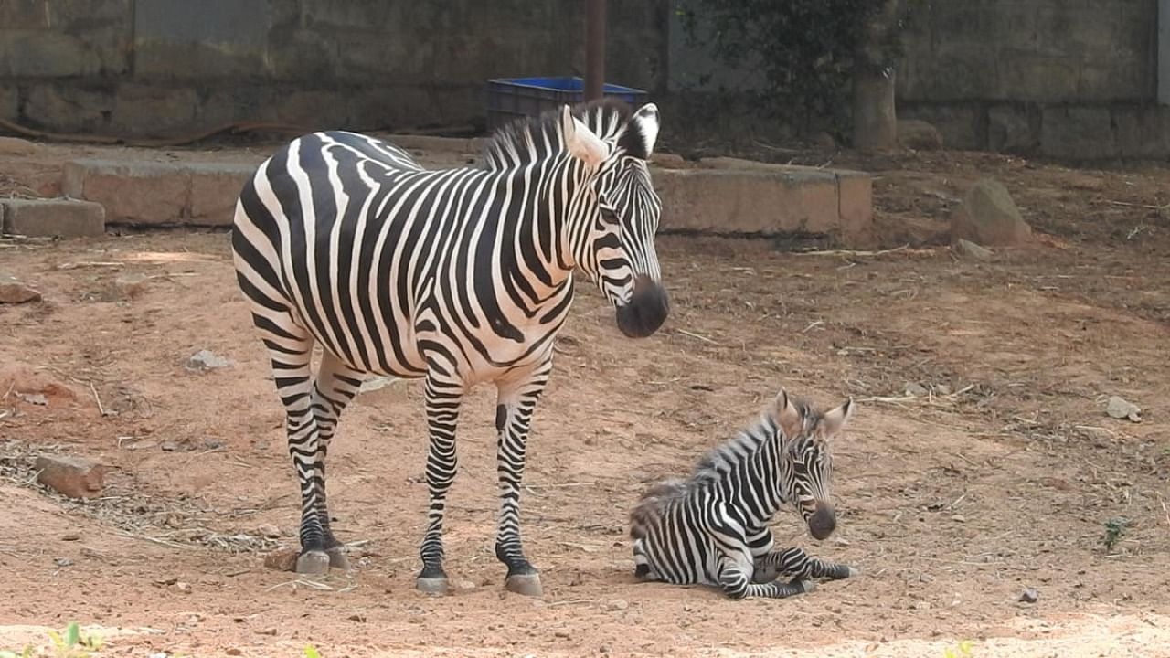 Kaveri, a 10-year-old zebra, gave birth to a foal on Monday morning at the Bannerghatta Biological Park. Credit: DH Photo