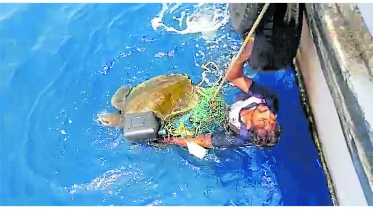 A video grab of Ravi Ambiga rescuing a turtle from a ghost net near Dhareshwar beach in Honnavar taluk. Credit: Special Arrangement