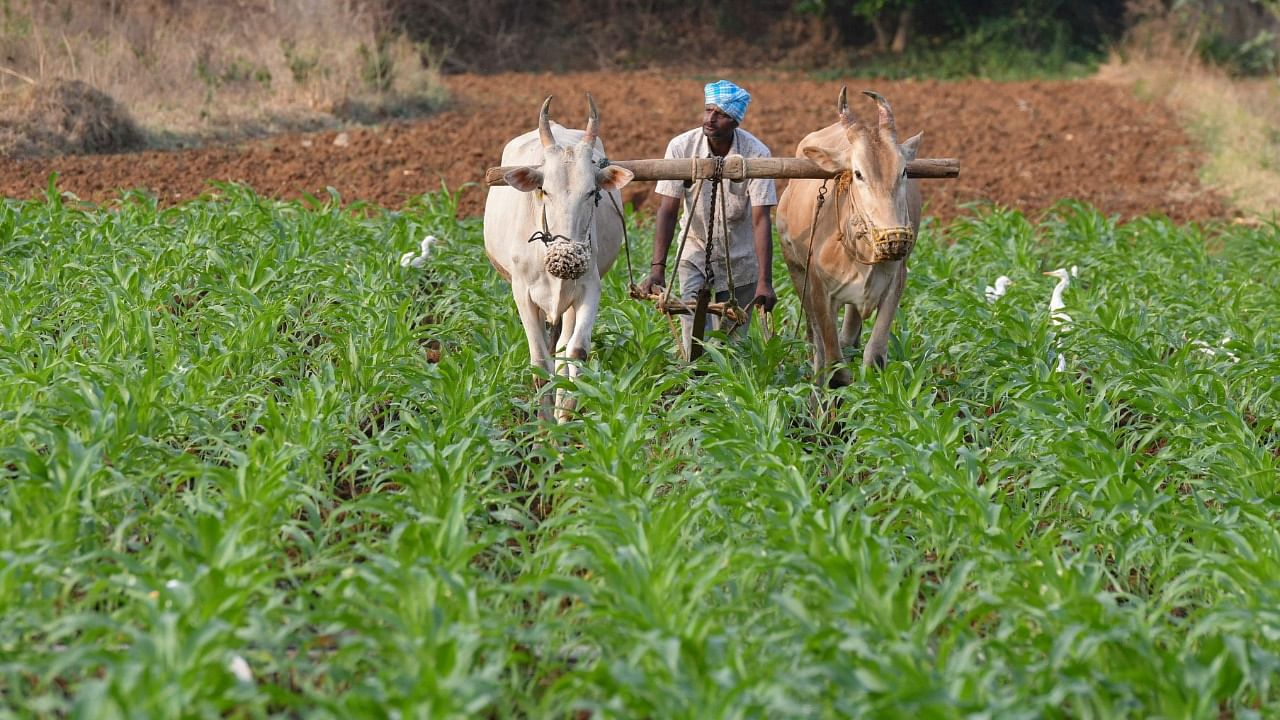 The Narendra Modi-led NDA government has set a target of doubling farmers' income by 2022. Credit: AFP Photo