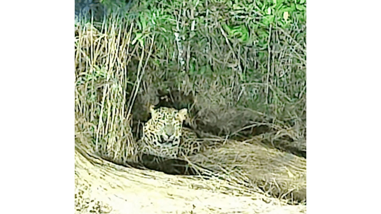 A leopard found resting at a field at Negaar Cross near Kageri in Uttara Kannada district. Speaker Vishweshwar Hegde Kageri spotted the big cat en route to his native. Credit: DH Photo