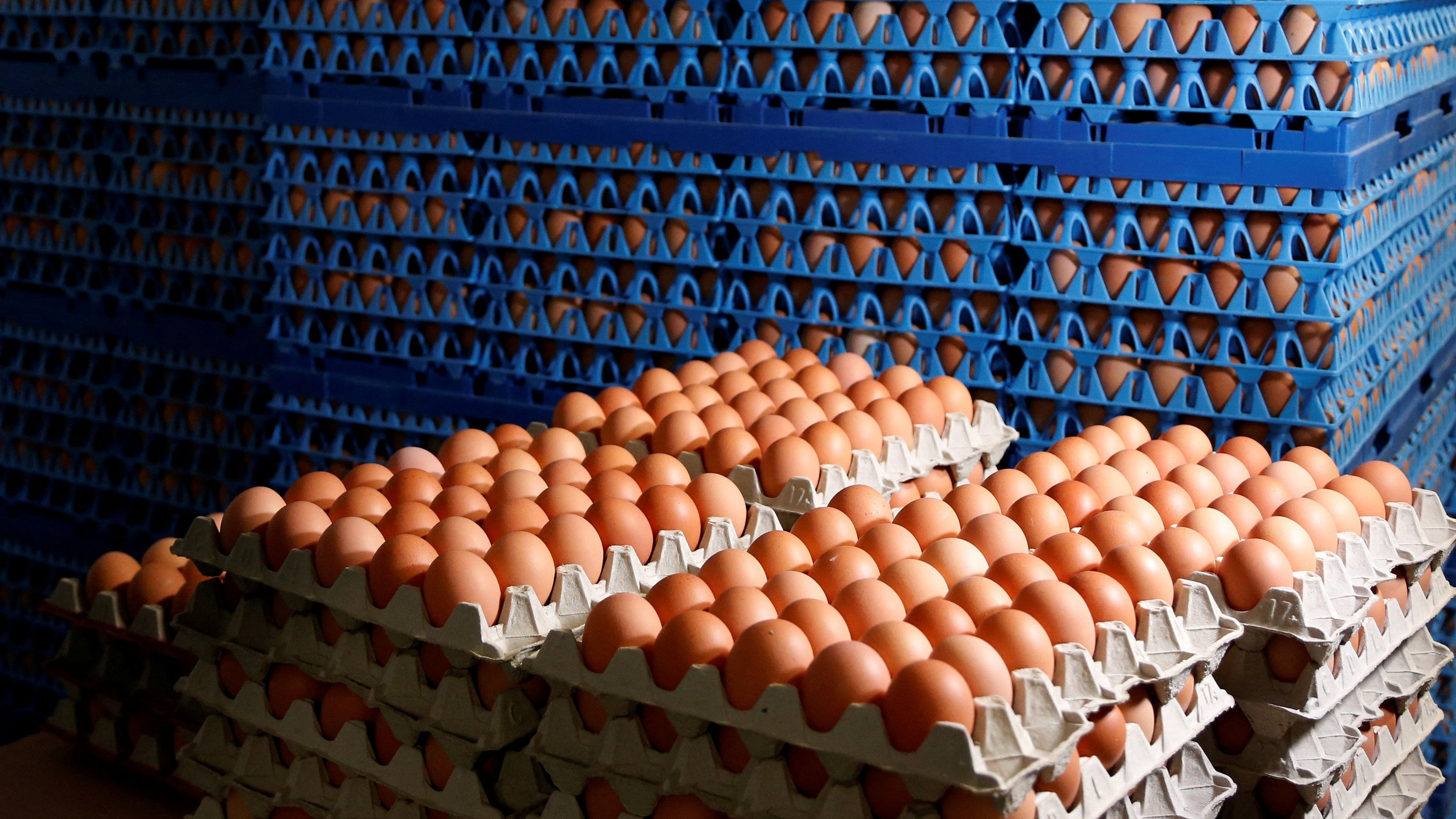 Egg prices are expected to stay elevated, producers said, as it will take months to resume operations on infected farms. Credit: Reuters File Photo