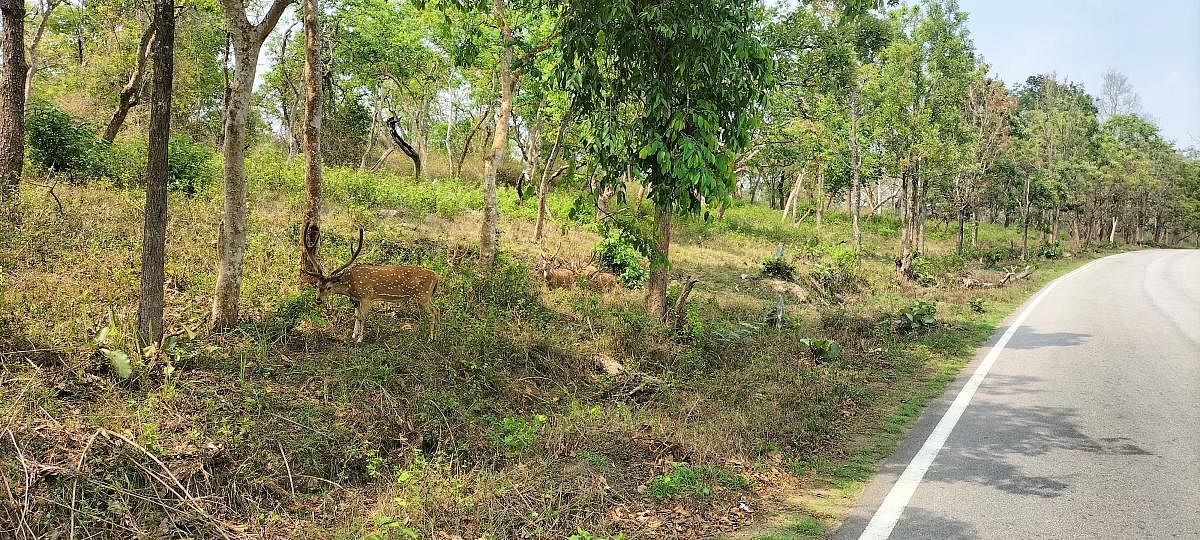 Deer graze near Ooty highway that passes through the Bandipur forest in Chamarajanagar district. Credit: DH Photo