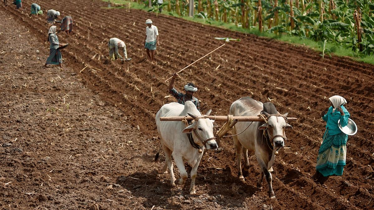 Farmers work on a field before sowing turmeric, in Vijayawada. Credit: PTI Photo