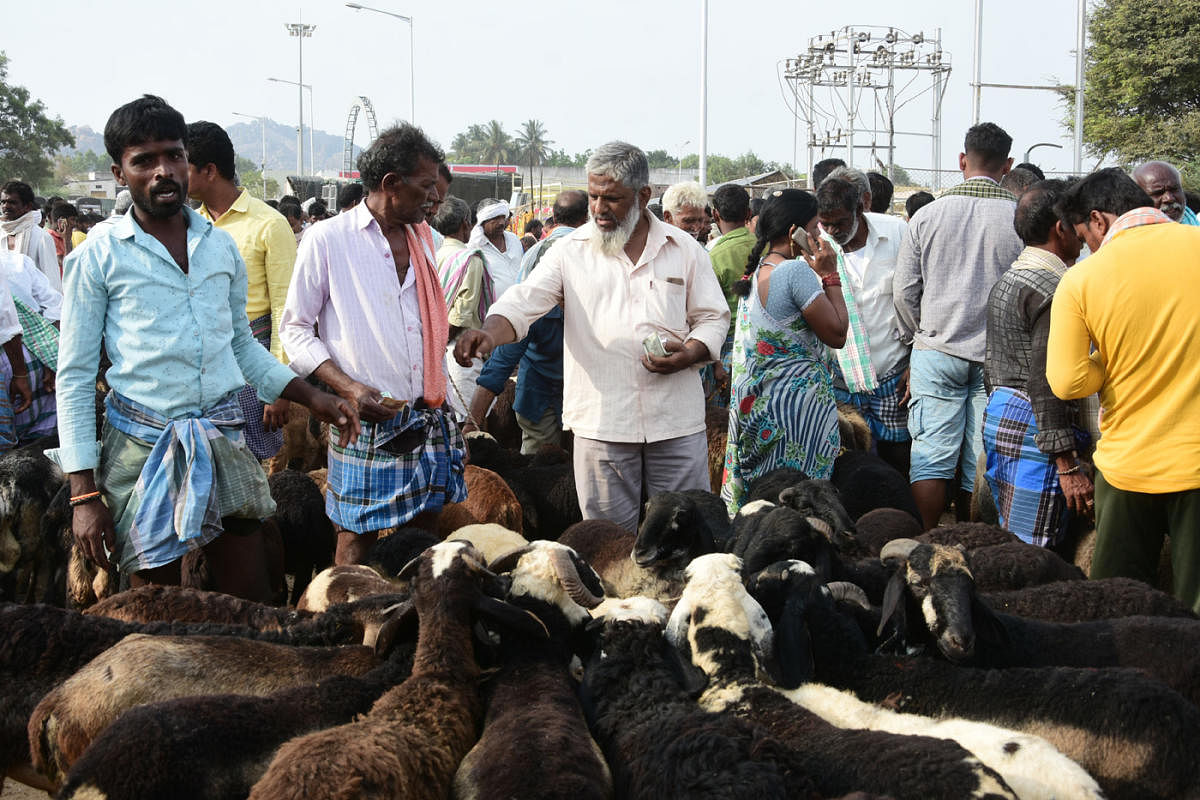 A view of the Chitradurga sheep market. Credit: DH Photo