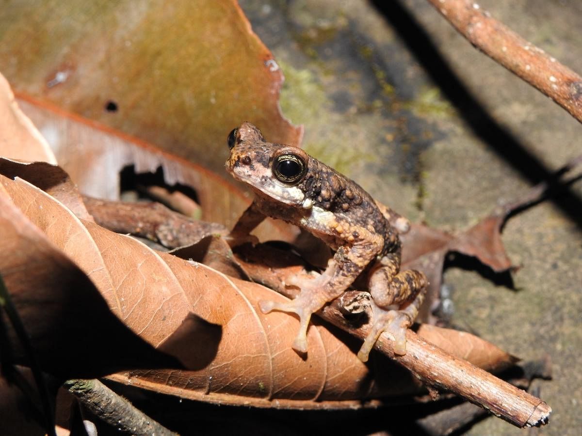 A Malabar Tree Toad. Credit: Gururaja K V