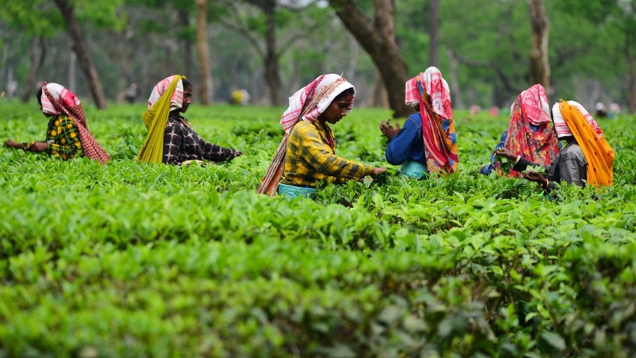  Tea-tribe workers pluck tea leaves at a tea garden in Nagaon district of Assam. Credit: IANS Photo