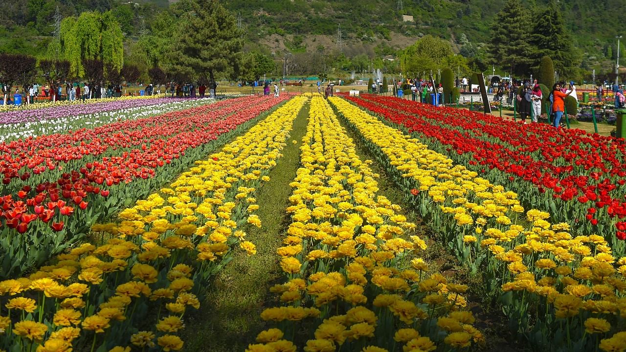 Tulip Garden in Srinagar has become one of the major tourist attractions of the valley since it was inaugurated in 2007. credit: PTI Photo