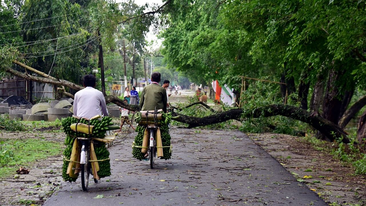 Villagers riding on cycles stop near a tree uprooted during a storm on Friday night, at Uttarpara in Baksa district. Credit: PTI File Photo