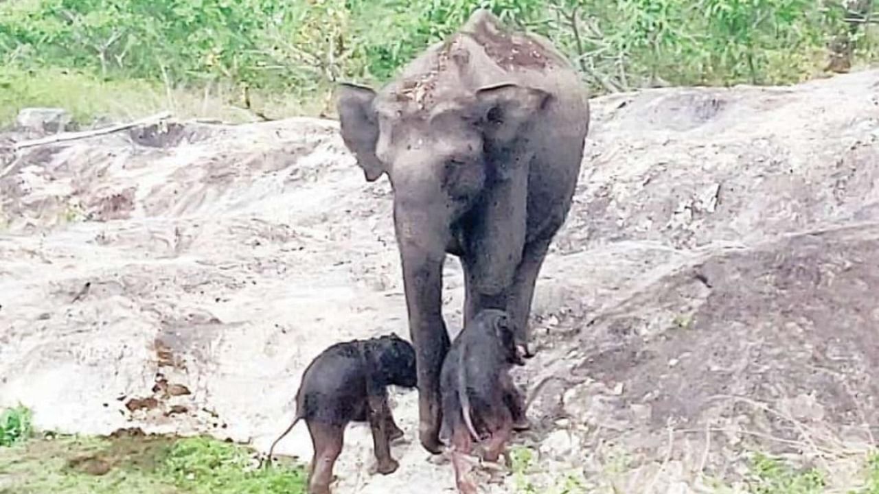 The female jumbo with its calves at the Bandipur forest in Gundlupet of Chamarajanagar district. Credit: Special arrangement