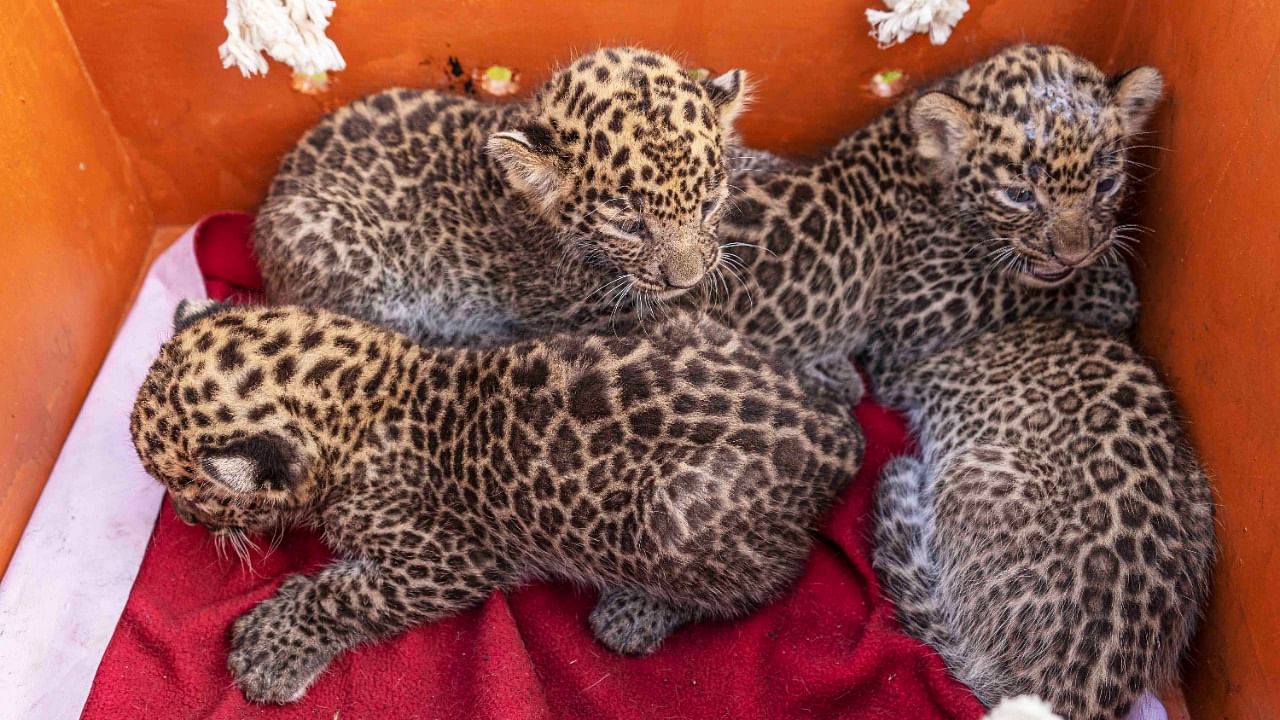 The four leopard cubs that were reunited with their mother in Kabdawadi, Maharashtra. Credit: Special Arrangement