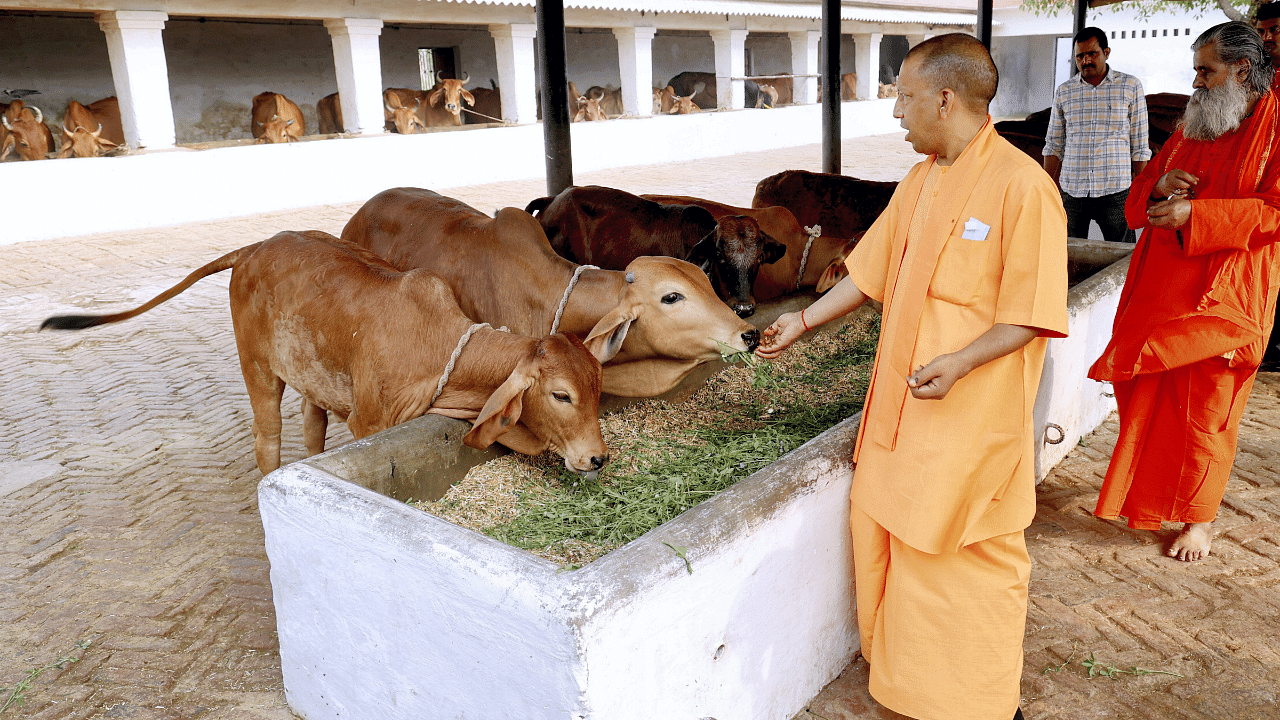 UP Chief Minister Yogi Adityanath feeds cows during his visit to Adishakti Mata Pateshwari Devi Shaktipeeth. Credit: PTI Photo