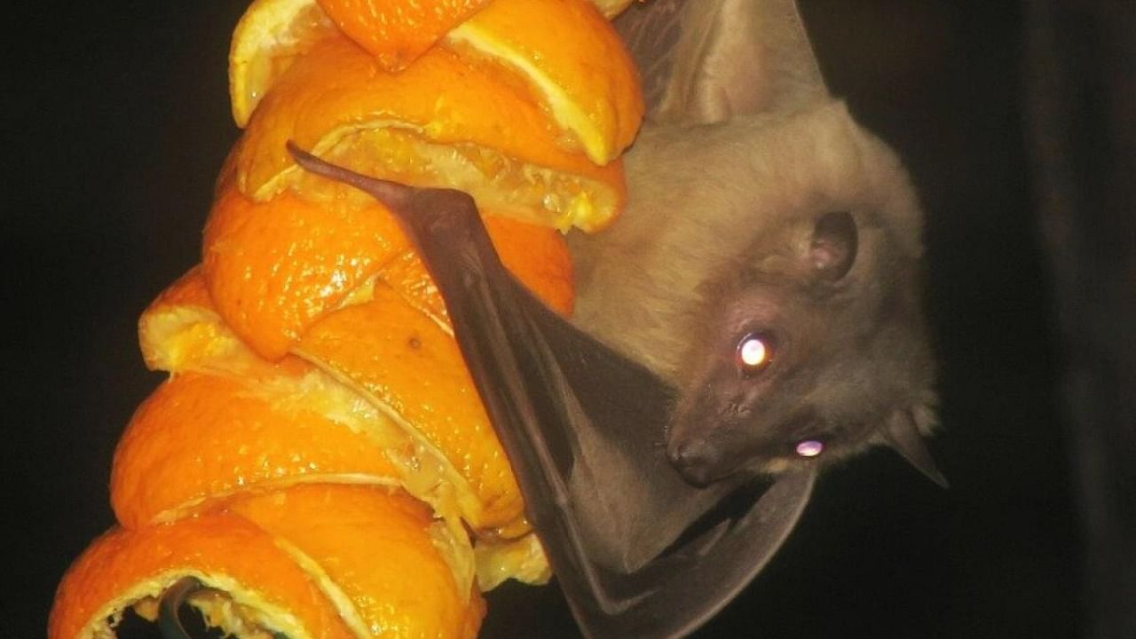 Egyptian fruit bat