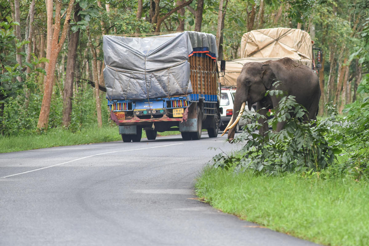 A tusker seen on the highway at Bandipur National Park in Chamarajanagar District. Credit: DH File photo/ S K Dinesh
