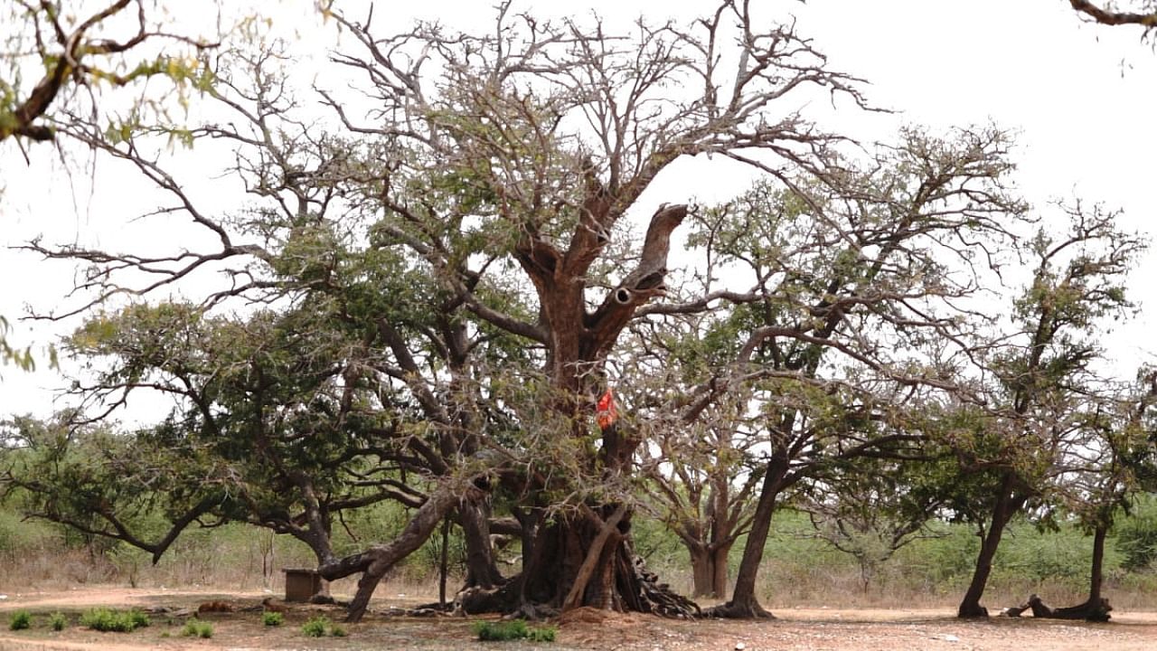 Some of the trees in Nallur have stood for 400 years. Credit: DH Photo/Hari Kumar R