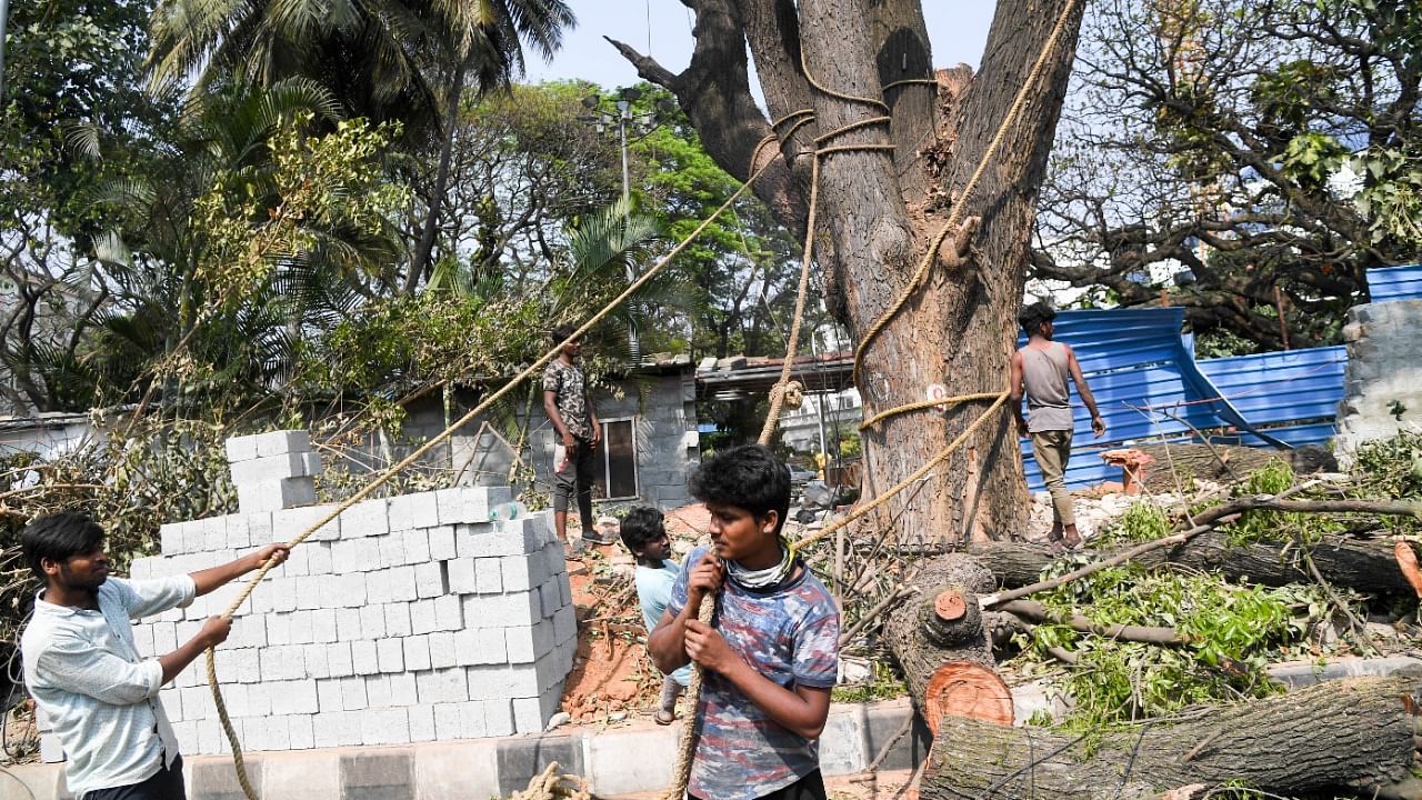 A file photo of workers bringing down a tree for the steel flyover at Shivananda Circle. According to BBMP, 16 trees marked for this project have been translocated. Credit: DH Photo