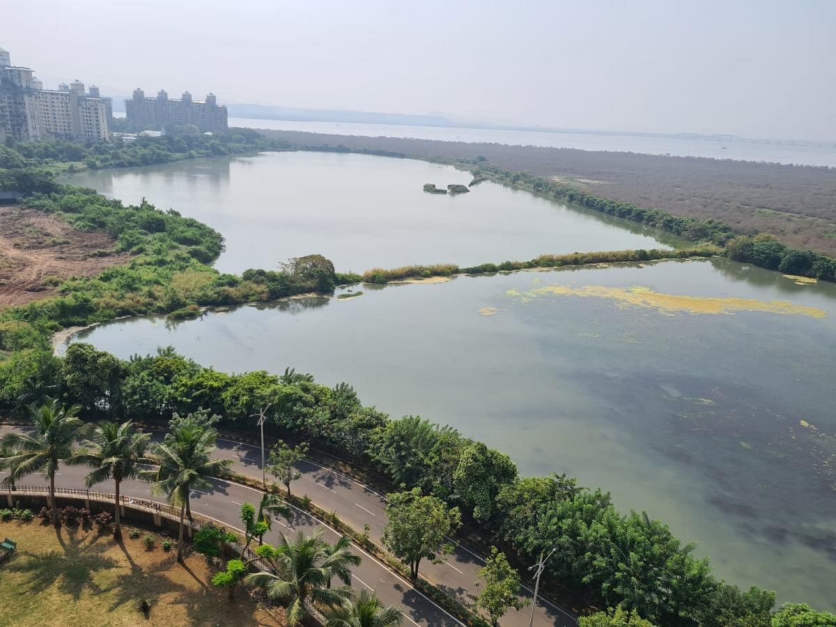 Navi Mumbai's wetland. Credit: Special Arrangements