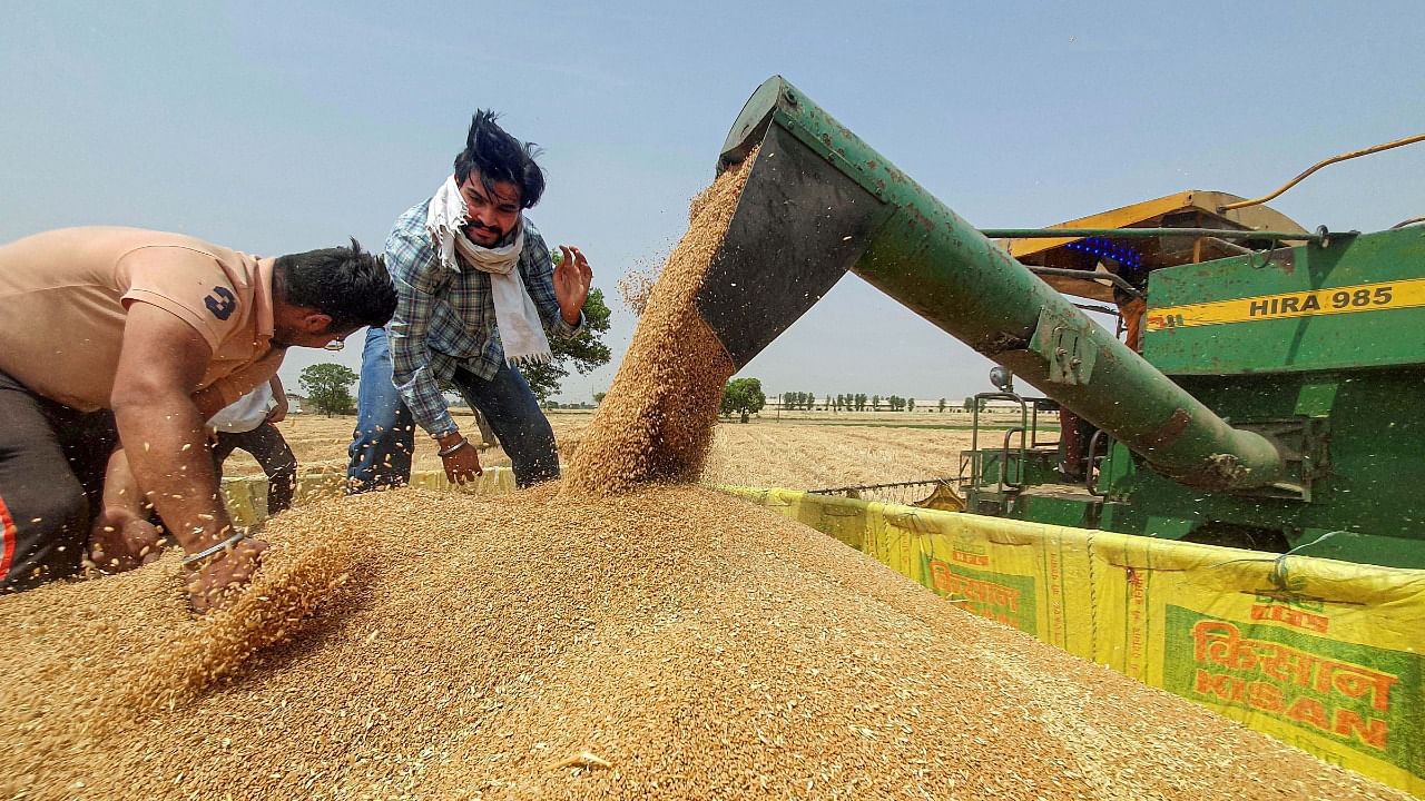 Farmers use a combine harvester in a wheat field in Amritsar. Credit: AFP File Photo