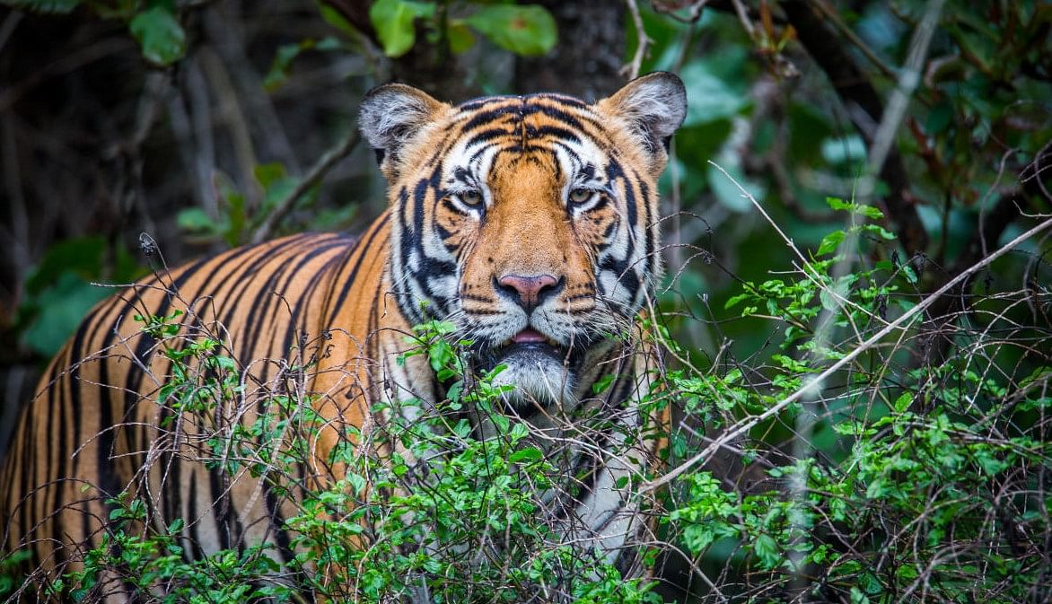 Tiger in Bhadra Tiger Reserve Forest. Credit: DH PHOTO/GIRISH HC