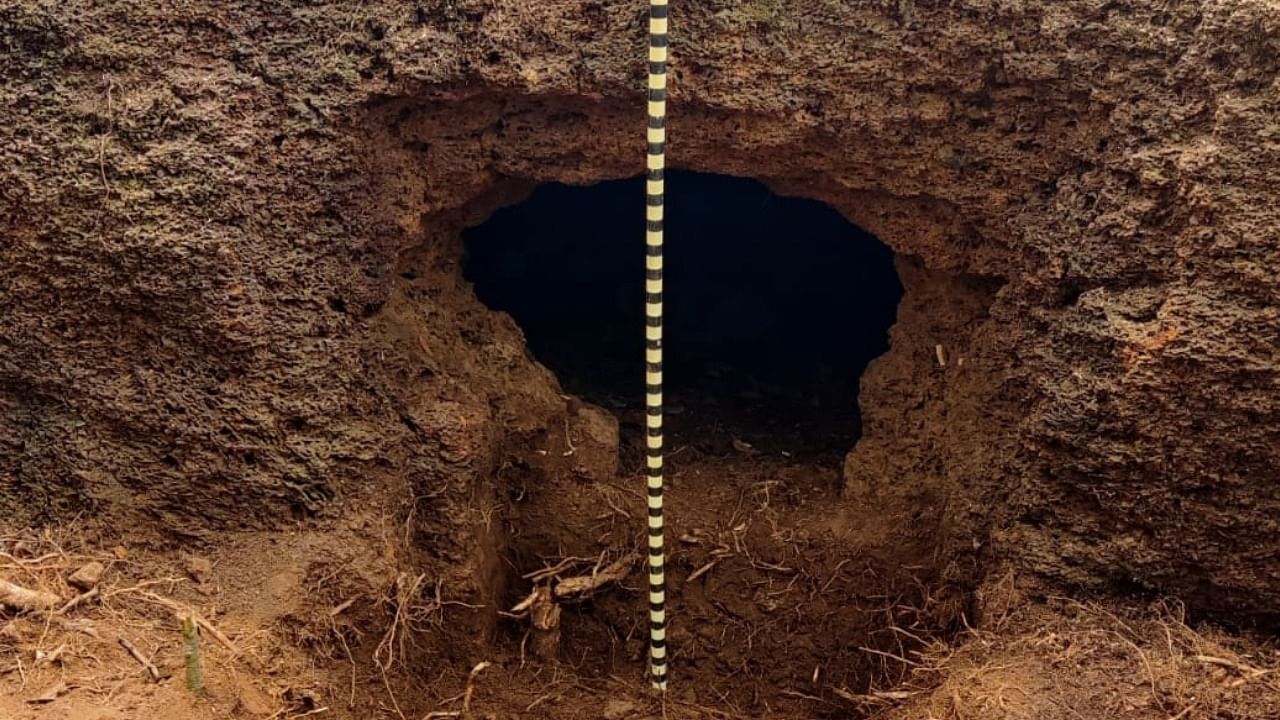 A peculiar type of rock-cut cave found at Kadaba taluk in Dakshina Kannada. Credit: special arrangement