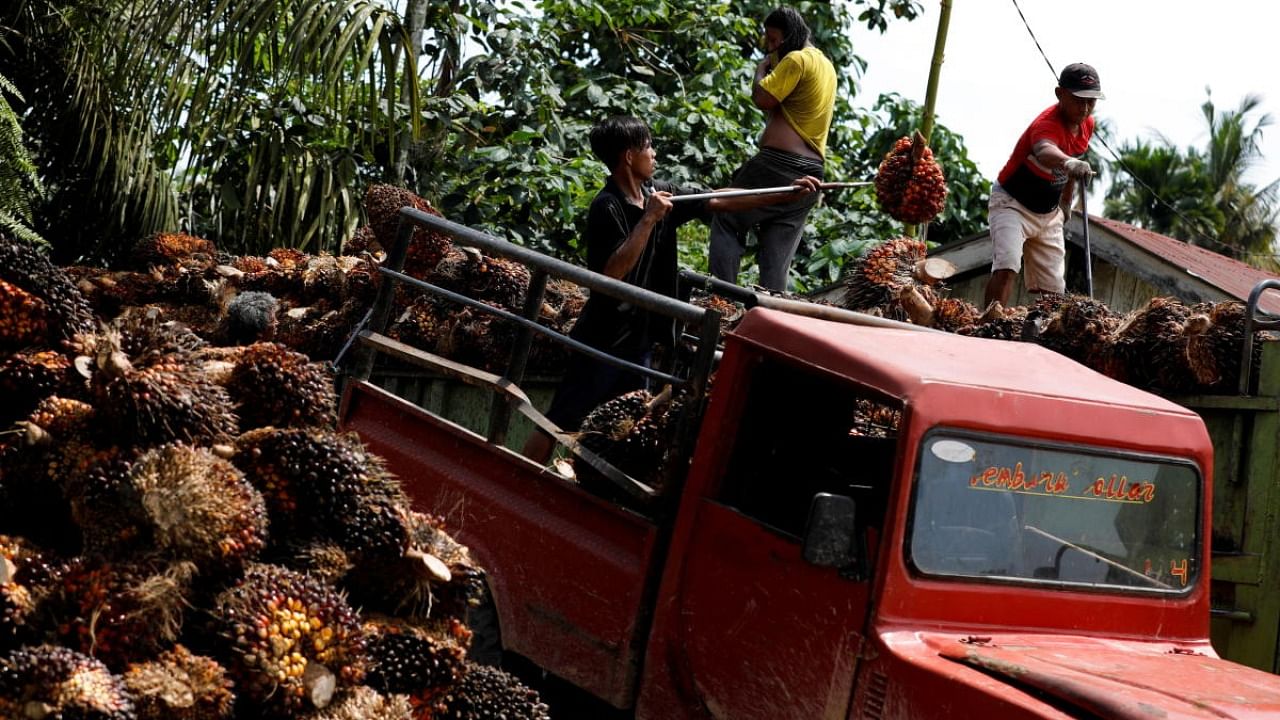 Workers load palm oil fresh fruit bunches to be transported from the collector site to CPO factories in Pekanbaru, Riau province, Indonesia. Credit: Reuters photo