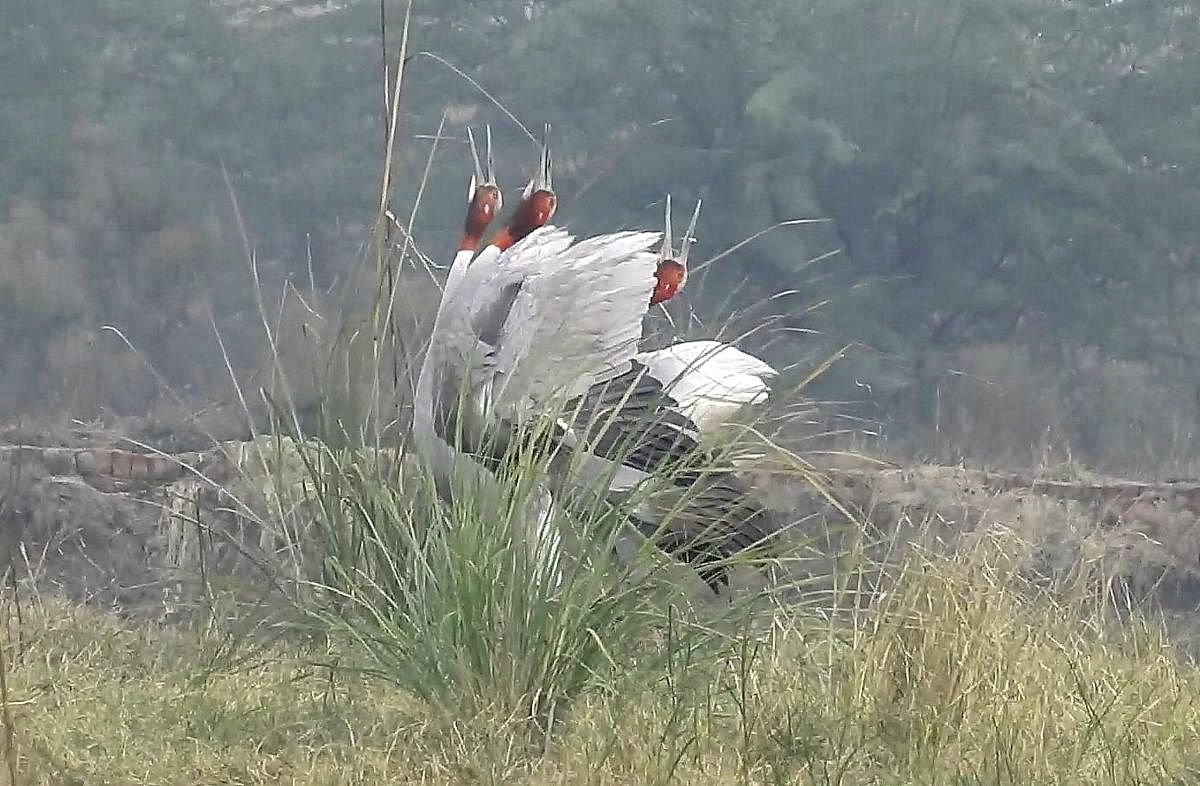 Sometimes, Sarus cranes form trios and sing in unison in response to the stimuli around them. Photo credit: Suhridam Roy