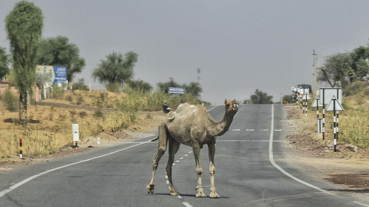 A camel stands on a road on a hot, summer day, in Churu, Tuesday, June 11, 2019. The highest day temperature so far this summer in Churu was 50.8 degrees on June 1, beating the 49.8 degree record set in 1993, according to the weather department. Credit: PTI Photo