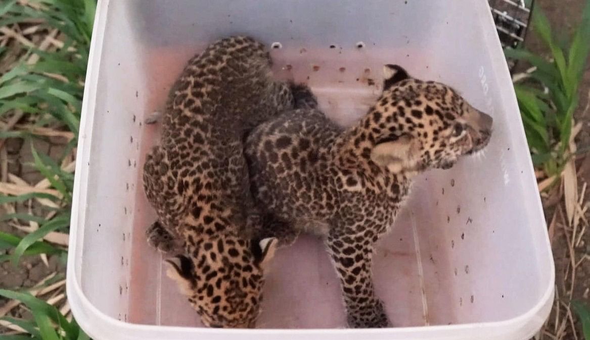 Leopard cubs. Credit: Wildlife SOS