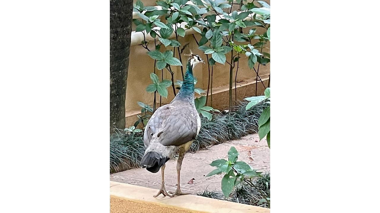 A peahen that wandered into Adarsh Palace Apartment in Jayanagar 5th Block, Bengaluru. Credit: Special Arrangement