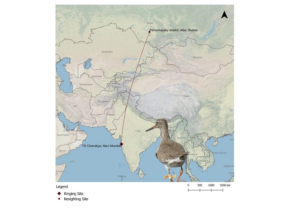 From Mumbai to Altai - this Common Redshank, tagged by the BNHS team, has covered a distance of atleast 5,100 Km. Credit: Bombay Natural History Society