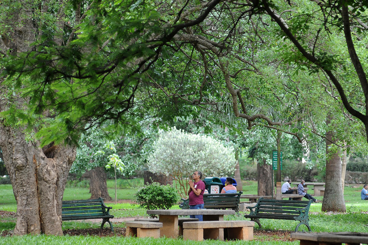 The trees at Lal Bagh are some of the oldest in the city. Credit: DH Photo/ Pushkar V