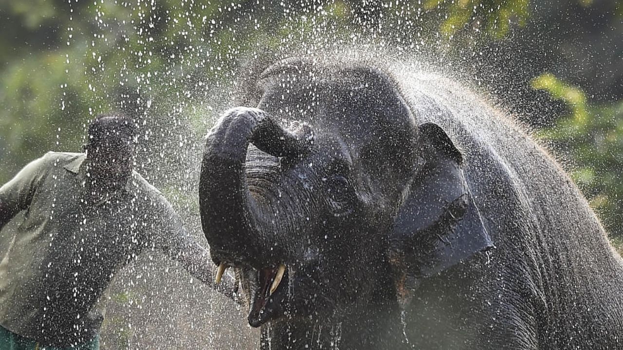 An elephant bathes to beat the heat at the Arignar Anna Zoological Park in Vandalur, in Chennai. Credit: PTI File Photo