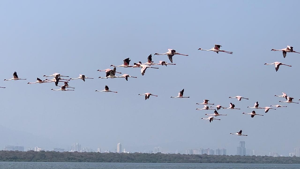 Flamingos in Thane Creek Flamingo Sanctuary. Credit: Special arrangement