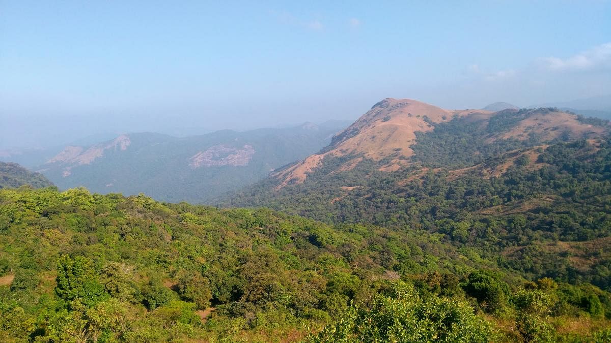 The lush green Kumara Parvata in the Western Ghats falls under Pushpagiri Wildlife Sanctuary. The state government has proposed to construct a ropeway in the region which is prone to landslides. Credit: DH File Photo