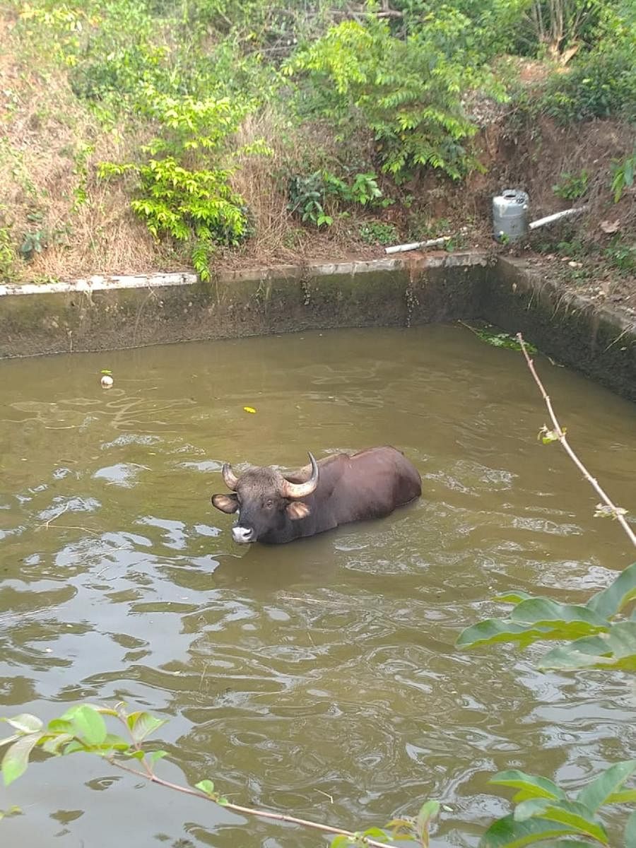 An Indian Gaur that accidentally fell into a water tank at Kanyana was rescued.