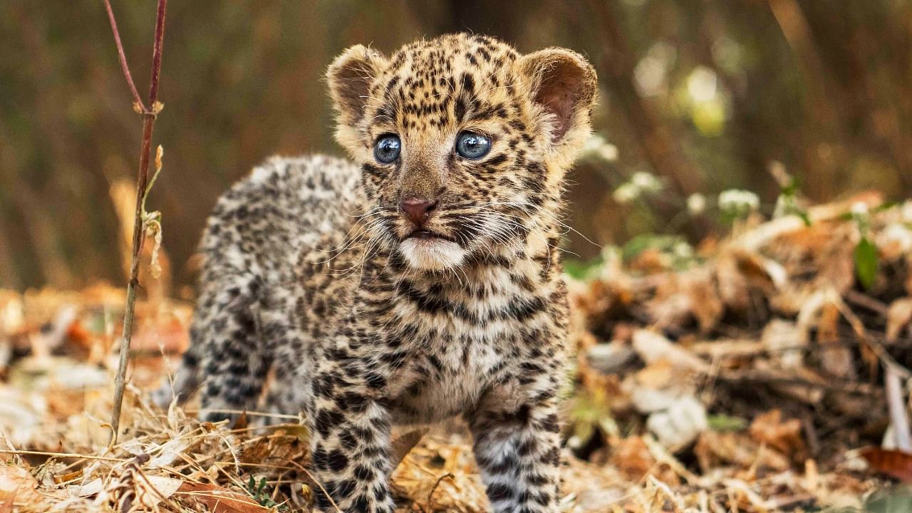 Abandoned and unfit to survive in the wild, the cub was taken in by the Manikdoh Leopard Rescue Centre of the Forest Department. Credit: DH Special Arrangement