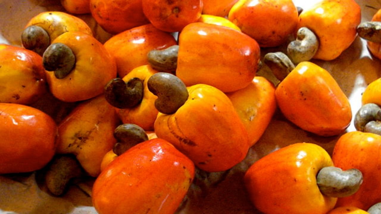 An unprecedented drop in cashew production in Goa has in turn affected the production of cashew feni, with industry stakeholders indicating a drop by over 70-80 per cent. Credit: Wikimedia Commons