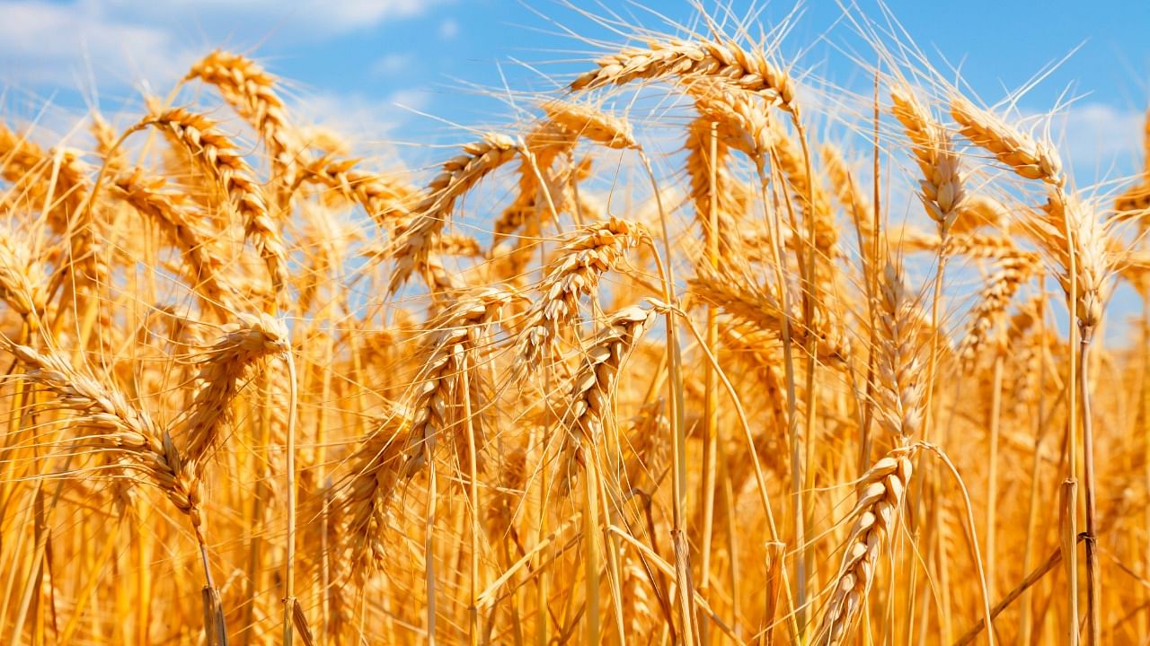 In such distressing times, windfall gains from wheat exports could help farmers greatly. Credit: Getty Images