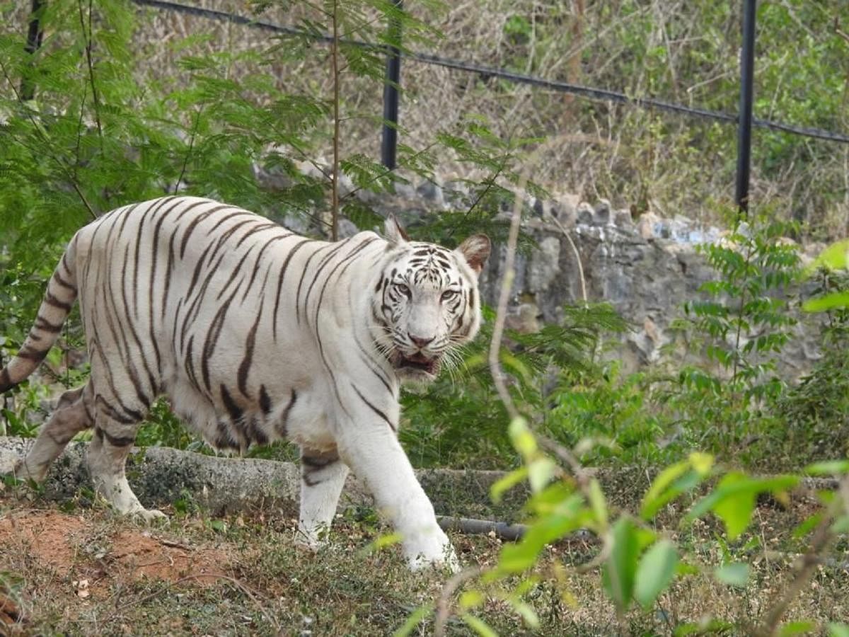 White tiger, `Kaveri', from Chennai at its new home in Pilikula Biological Park in Mangaluru.