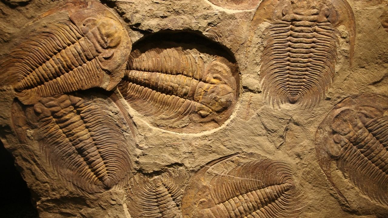 A recently reexamined fossil from the Burgess Shale is pulling back the shroud of mystery over the ancient arthropods’ sex lives, and revealing that some trilobites most likely sported a loving grip. Credit: iStock Photo
