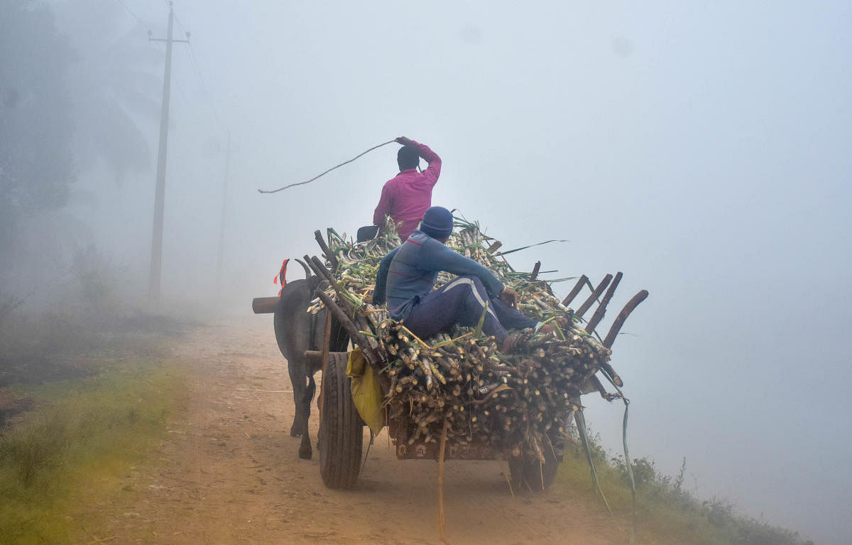 Farmers transport sugarcane in the fog on the outskirts of Mysuru. DH Photo/B R Savitha