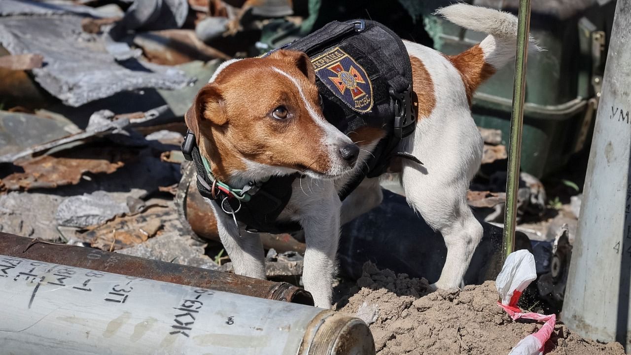 The pint-size Jack Russell terrier has been credited with detecting more than 200 explosives. Credit: Reuters Photo