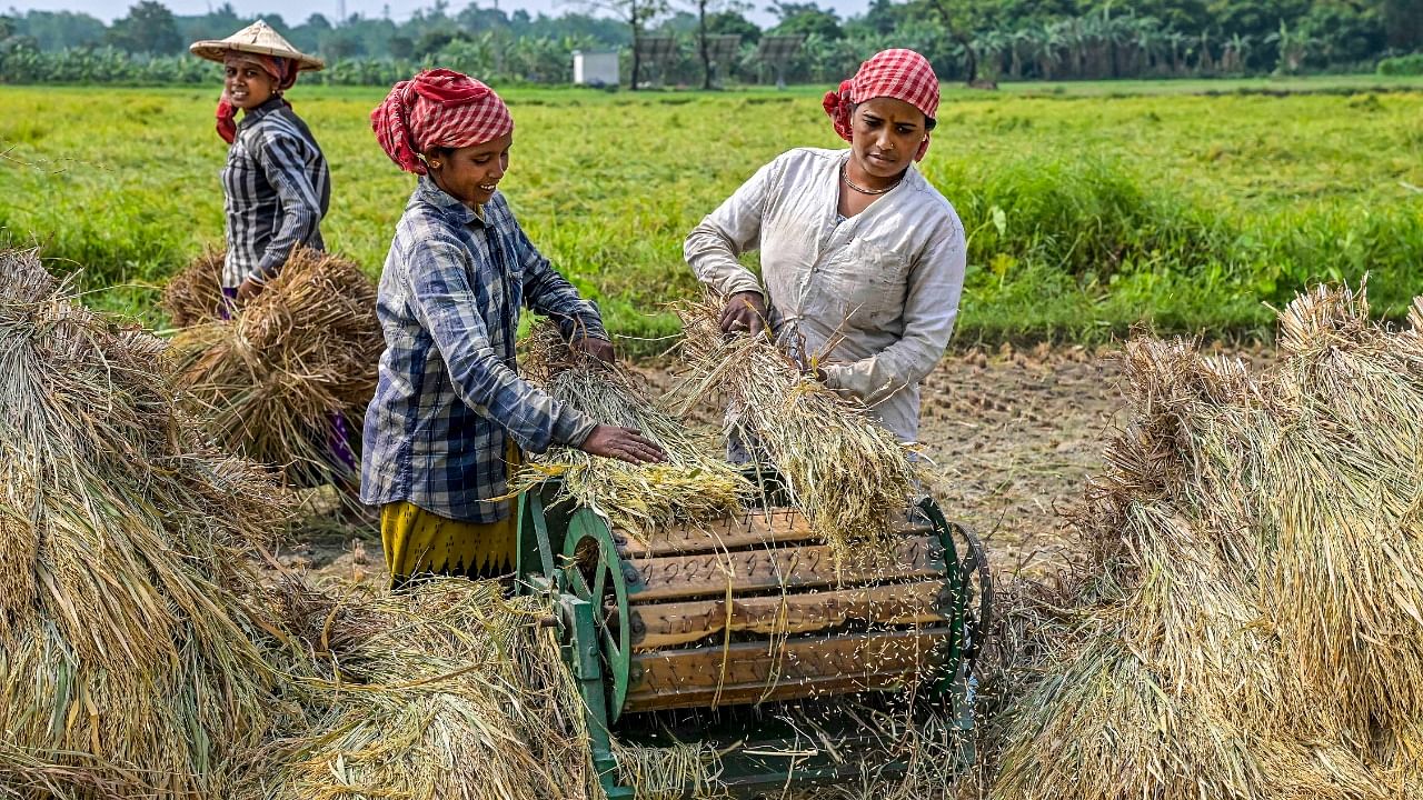 Women harvest paddy in a field in Nadia district, West Bengal. Credit: PTI File Photo