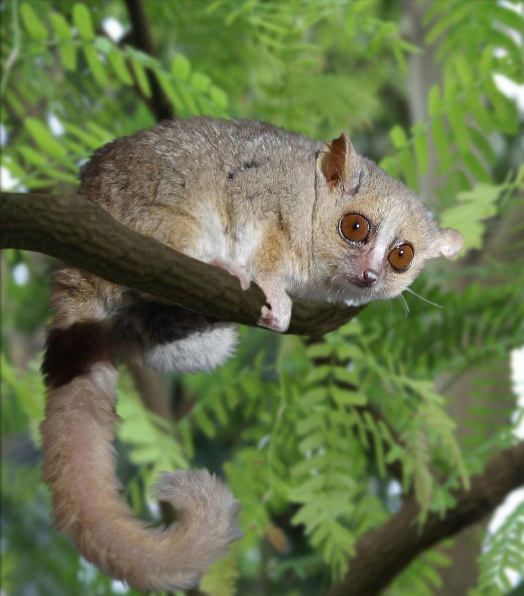 Lemur Image credit: Gabriella Skollar/Wikimedia Commons