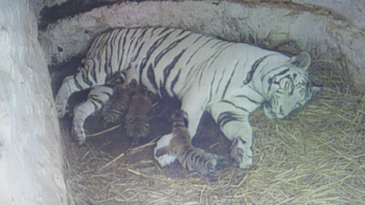 CCTV grab of white tigress Thara with her three cubs at Sri Chamarajendra Zoological Gardens in Mysuru. Credit: Mysuru Zoo