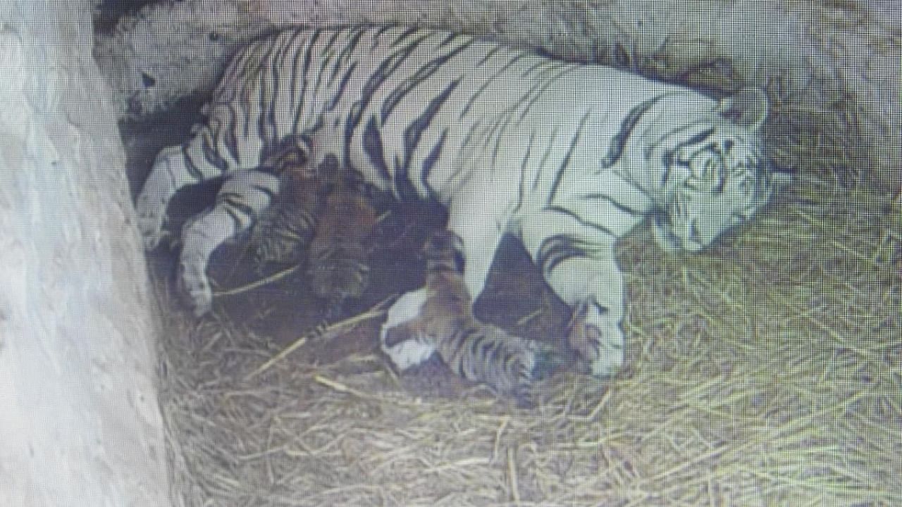 A CCTV camera grab of white tigress Tara with herthree cubs at Chamarajendra Zoological Gardens in Mysuru. Photo Credit: Special Arrangement