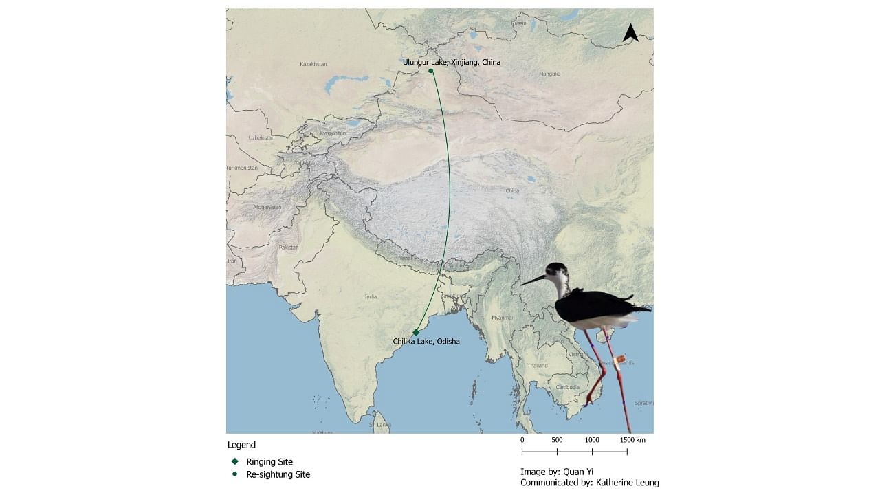 Some black-winged stilts tagged earlier by the BNHS in Rajasthan have been sighted from Russia, Afghanistan and Pakistan. Credit: Twitter/@BNHSIndia